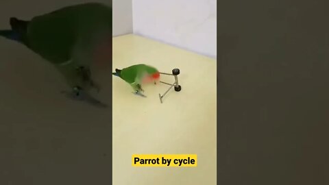 parrot bycycle||funny parrot||parrot voice||#gigox #shorts #animals #birds