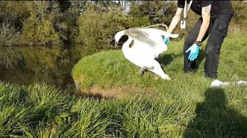 Cigno viene salvato da una rete da pesca