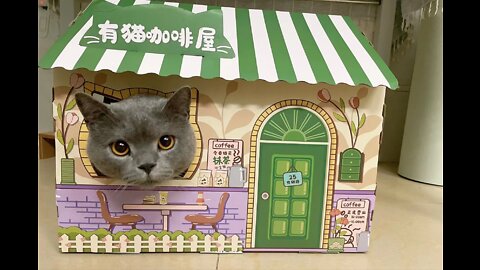 The cat's name is million