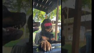 328 PSI Dog Jaw Bite Force #Rottweiler