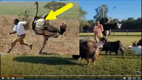 Ostrich Attacks & Sit Awareness - This Bird Is Giving Free Lessons How No Plan Is A Plan to Fail