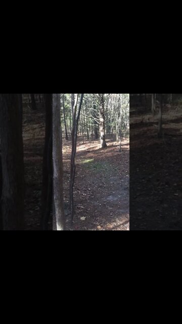 Got surprised by a buck