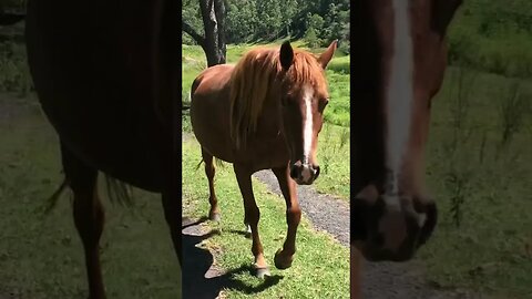 Stunning chestnut brumby