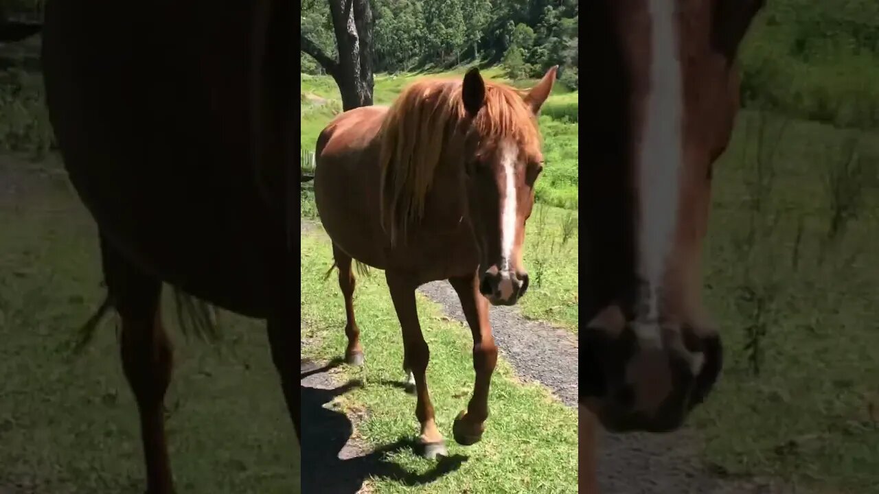 Stunning chestnut brumby