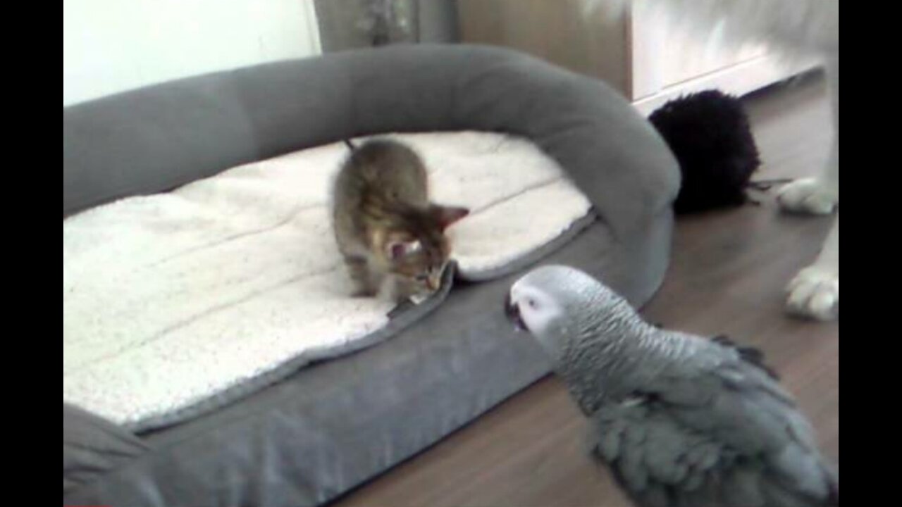 parrot meets the first foster kittens litter (6 weeks old)