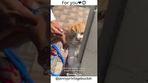 cute animals shorts😍😋 #cuteanimals #funny #shorts #pet #cute #cats #fypシ #fypシ゚viral #fyp #asmr