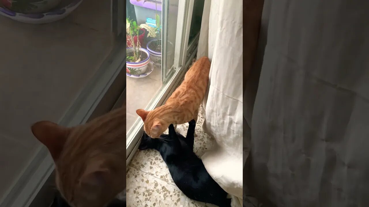 Milo Vs Sunny Behind The Curtain