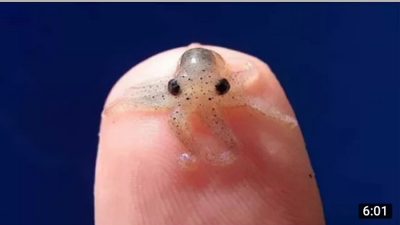 Top 10 smallest Animals in The World