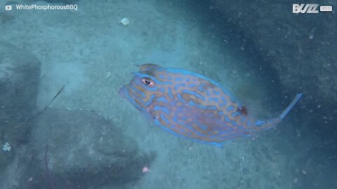 Impressionante: Peixe-vaca muda de cor!