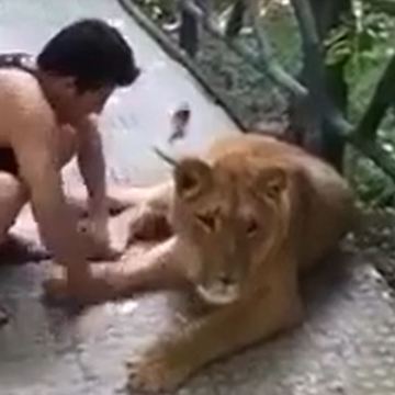 Keeping A Lion As A Pet At Home