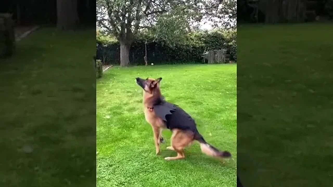 German Shepherd's Long Jump 😱