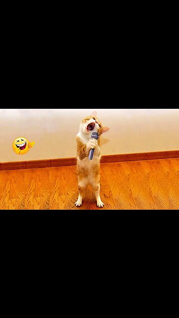 Funny Cat & Dogs Videos For Child
