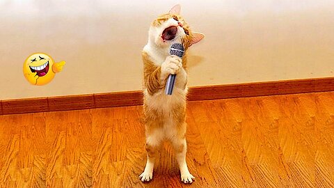 Funny Cat & Dogs Videos For Child