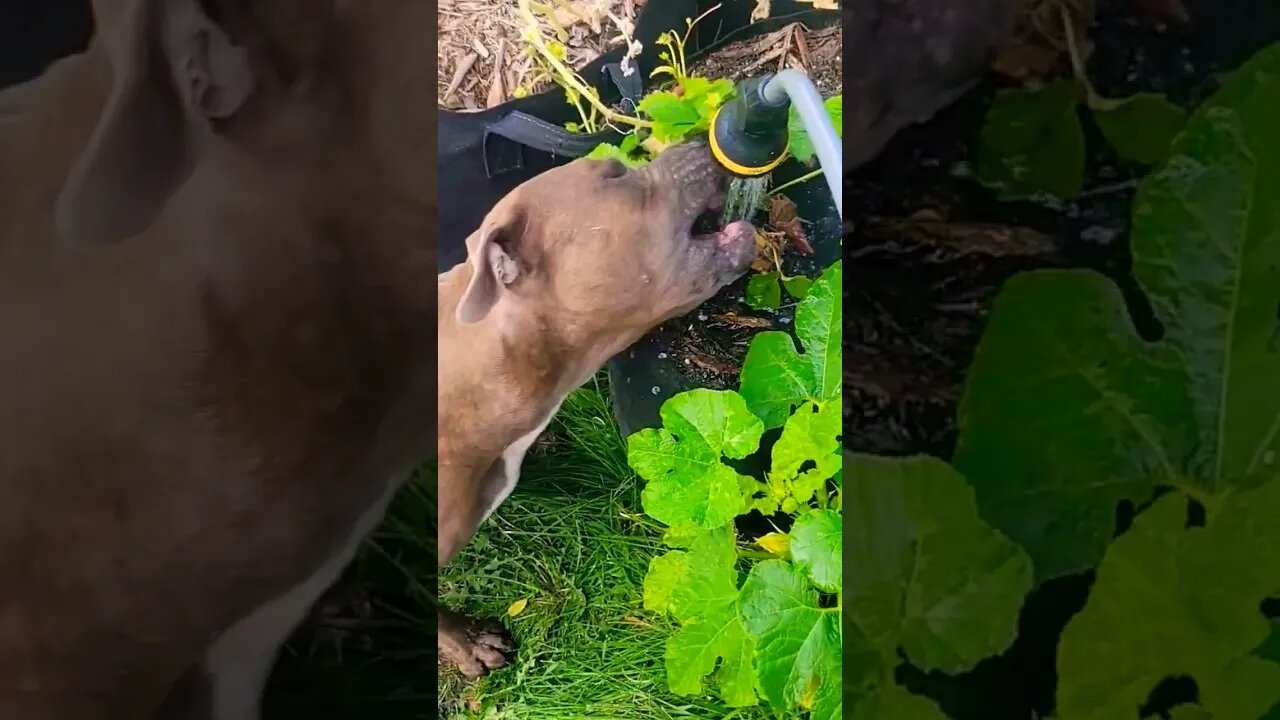 Watering a garden with a pit #shorts #garden #pitbulldog