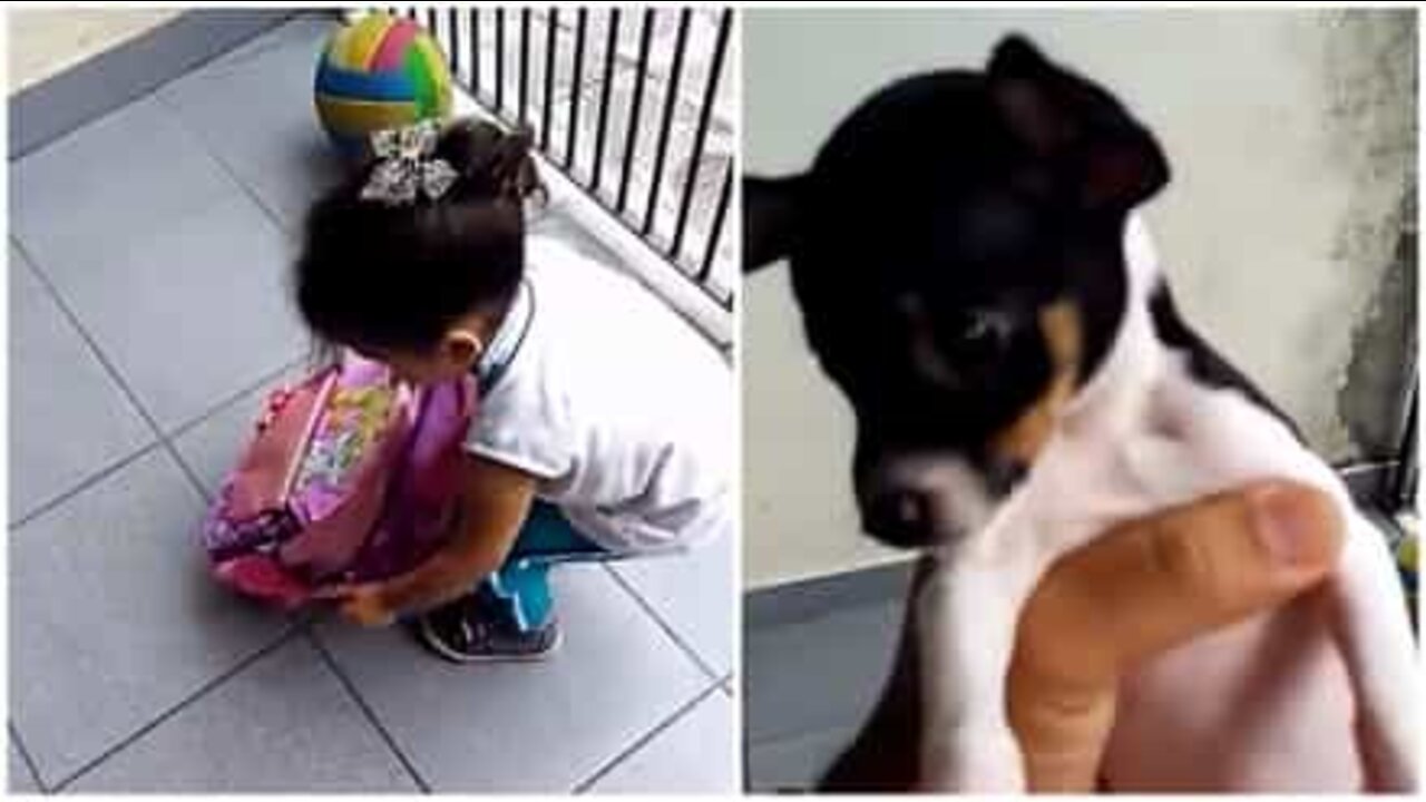 Criança tenta levar cachorrinho para a escola dentro da mochila