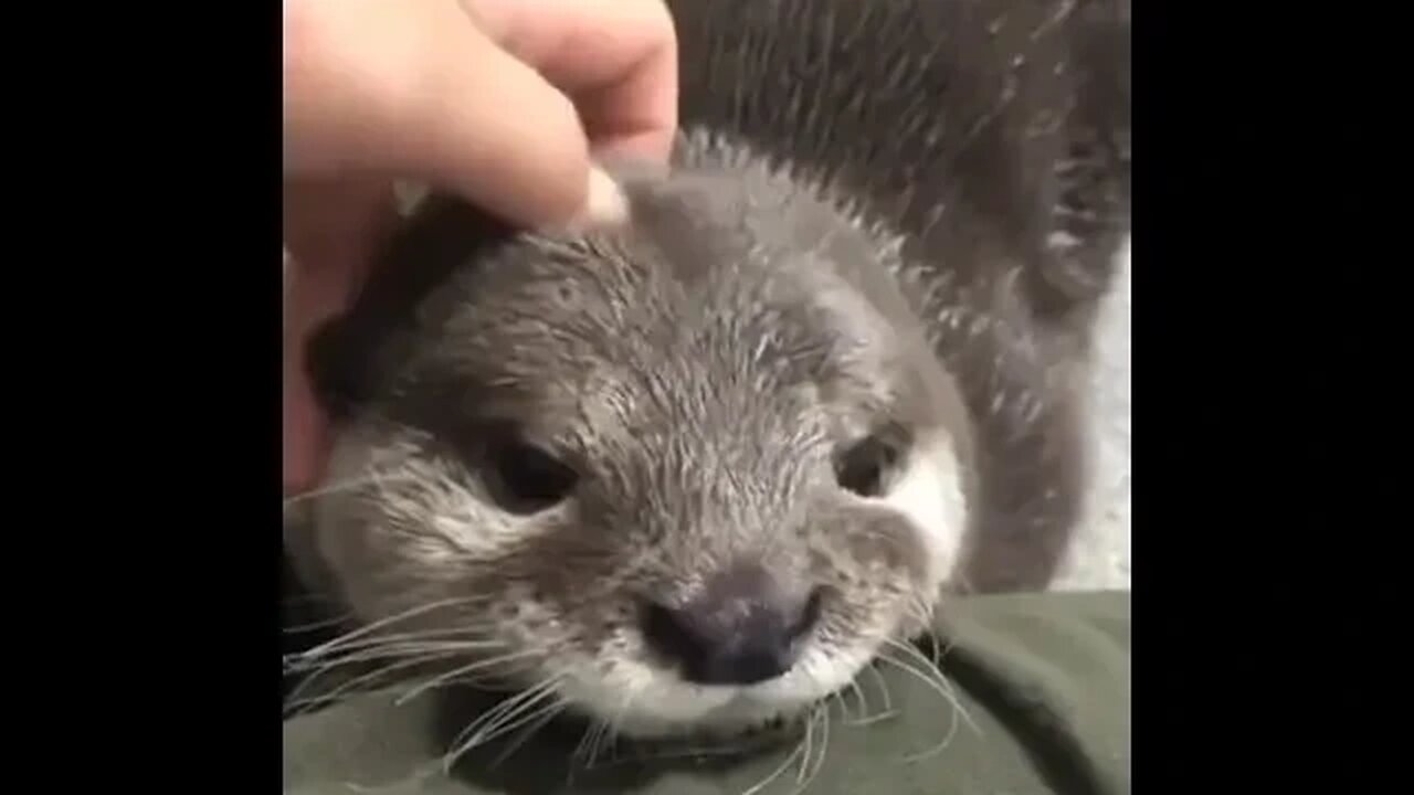 Cute Funny Otter -87 #shorts #funny #Otter