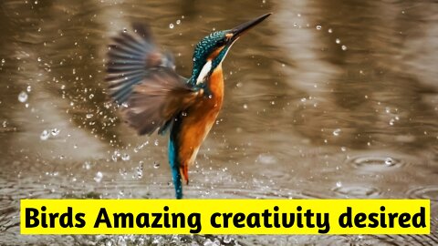 Beautiful Birds🐦 in Nature, Amazing Birds,life of Birds in forest, amazing creature