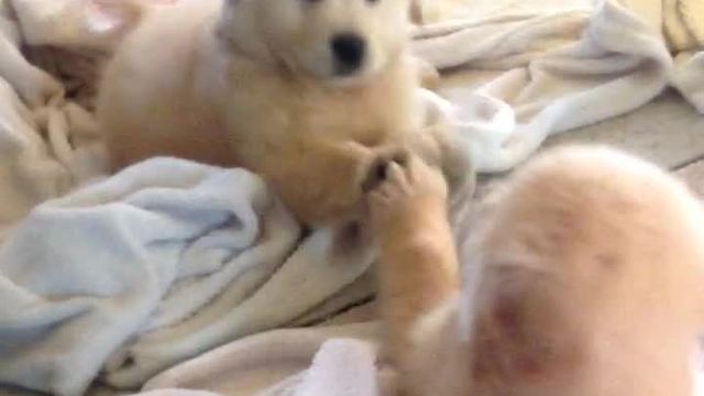 Puppy meets reflection, tries to make contact