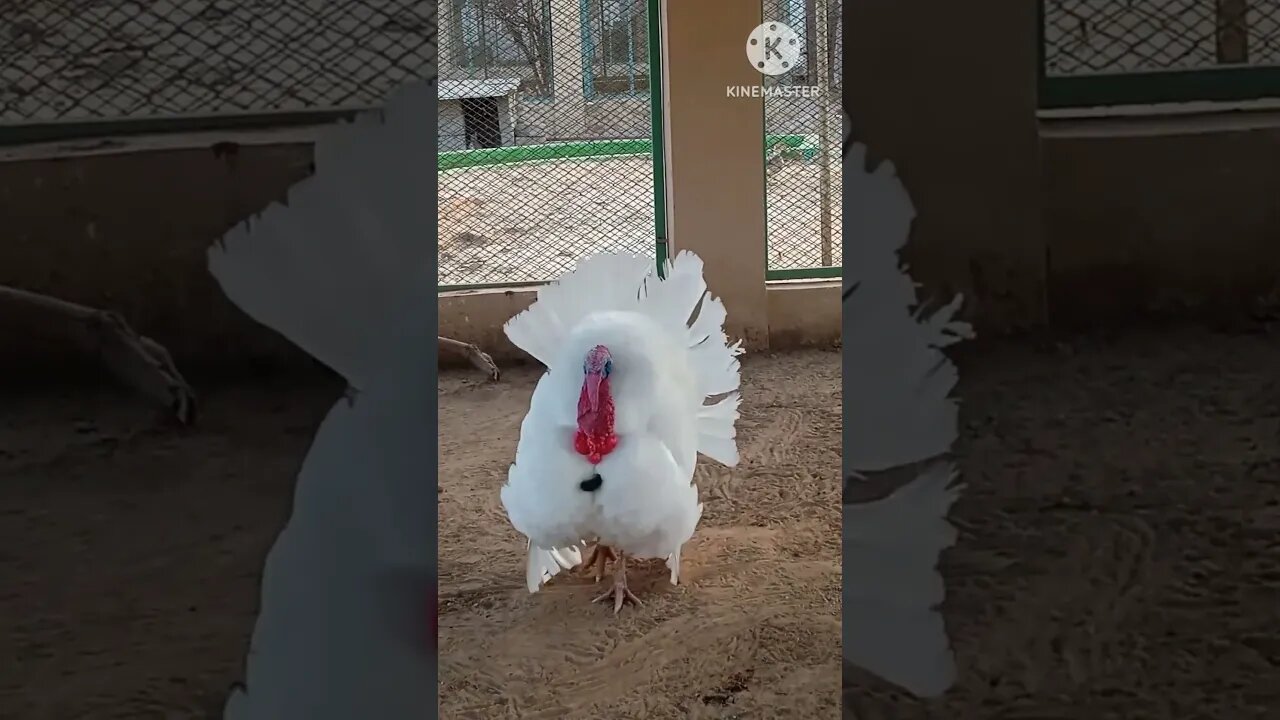 Beautiful bird #amazing #birds #shorts