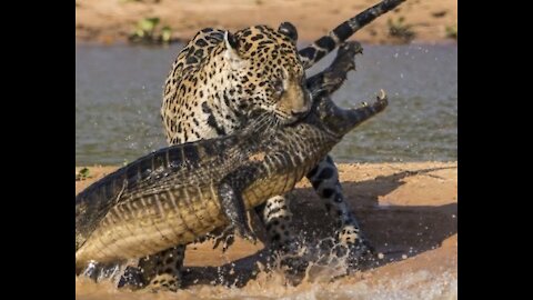 OCEAN TAKING INCREDIBLE ALLIGATOR VIDEO