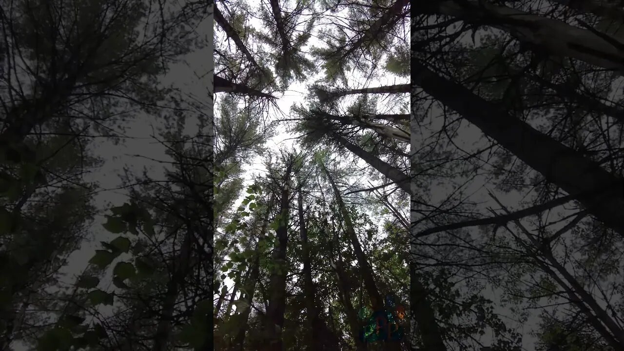 Reach through the pines.