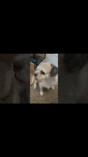 Gizmo getting mouthy