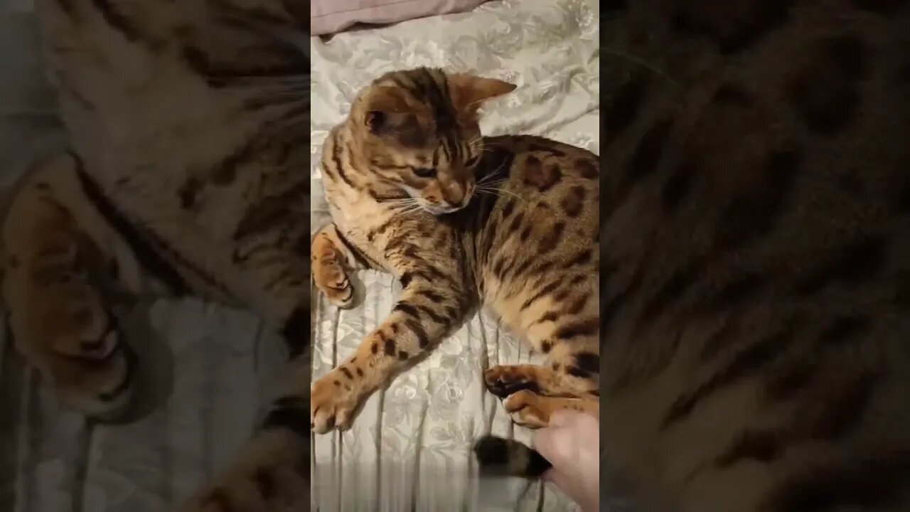 Bengal Cat Telephone 📞🐆