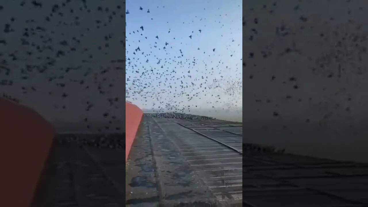 Count The Birds