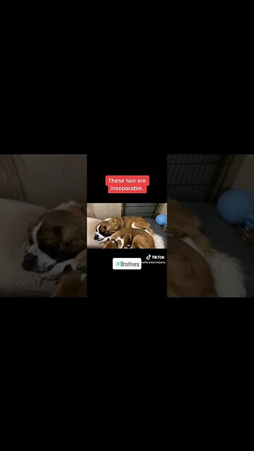 Brothers and buddies. #friends #buddies #dog #dogs #saintbernard #greatdane