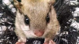 Flying squirrel has cutest yawn