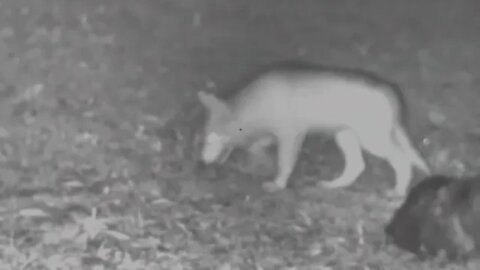 testing pulsar NV on my watchers lol