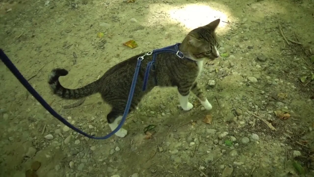 Curious Kitten Discovers Underground Tunnel on Mountain Trip