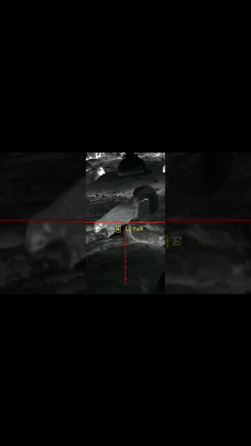 Skunk Pesting #pcpairgun #hunting #airgunhunting #airgunning #pcpairrifle #pestcontrol