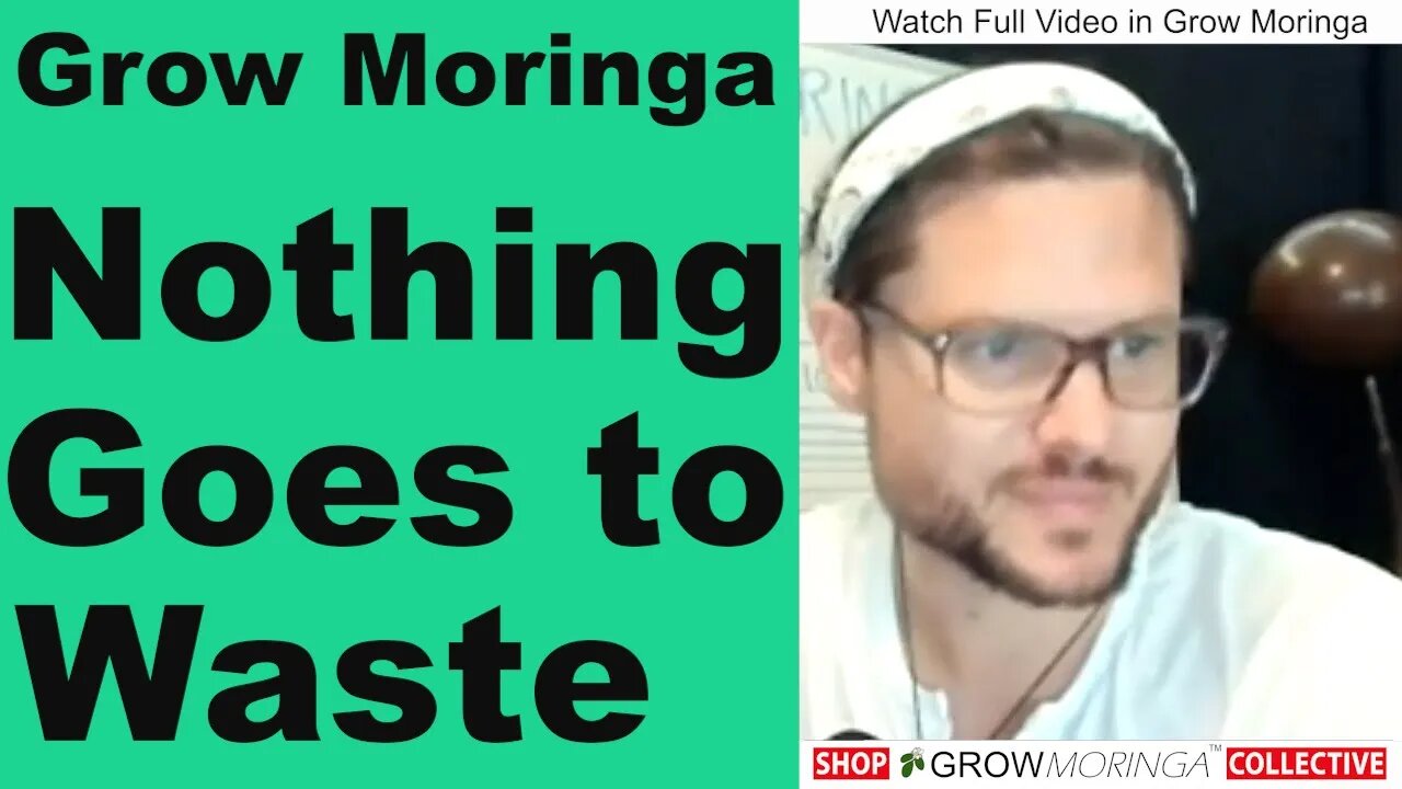 Moringa Drumsticks | Moringa Seeds | Sprouting New Trees | Raised Beds and Harvesting Fresh Greens