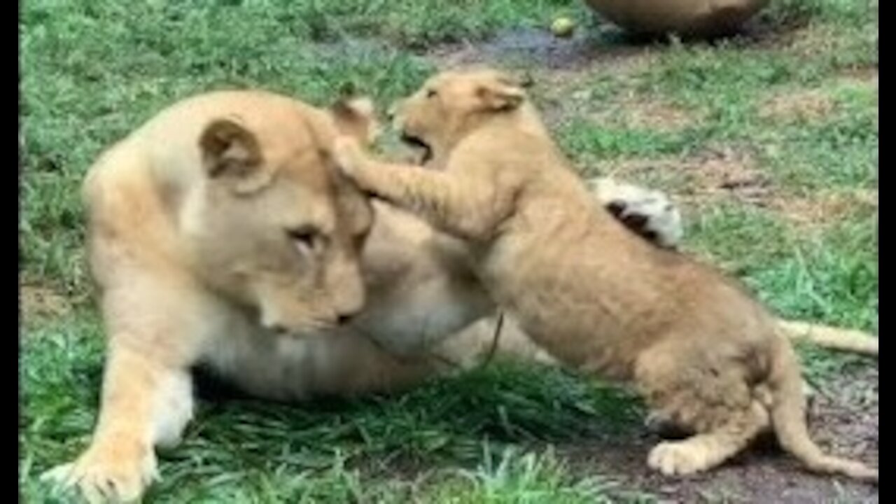 cute lion cub fighting her mother video