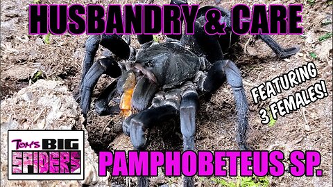 Pamphobeteus Species Care ft Three Pampho Females