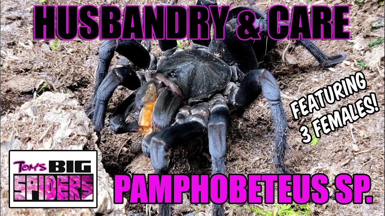 Pamphobeteus Species Care ft Three Pampho Females