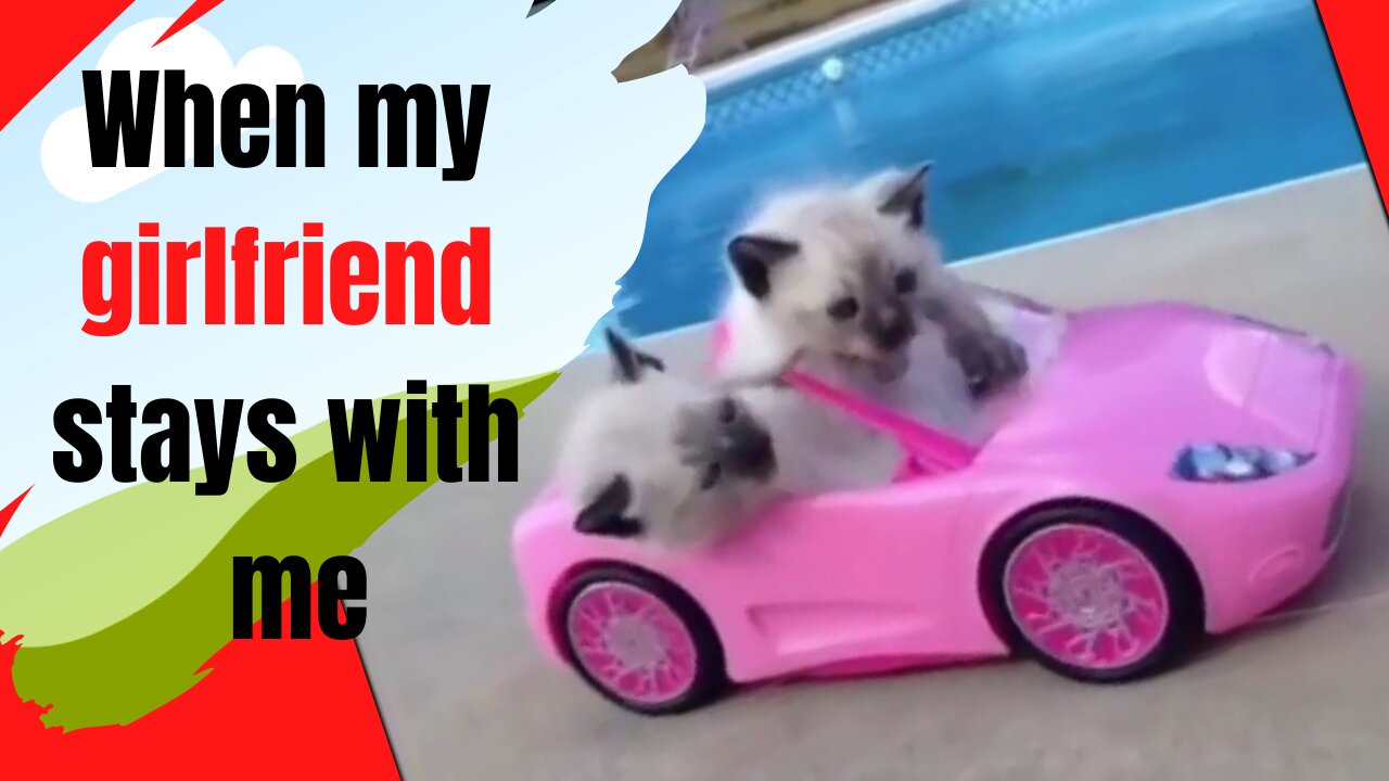 When my girlfriend stays with me and I go on a long drive.... #cat, #funnycat