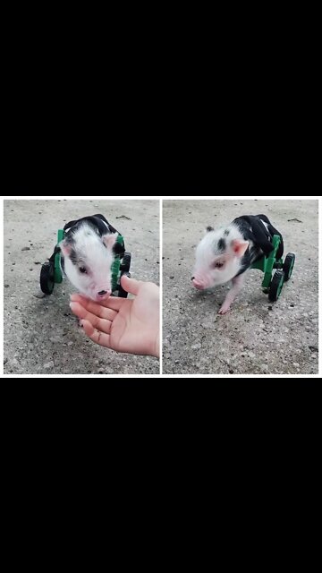 Pip so cute 😍❤️🐷🐷🐽🐽🐽🐷🐷