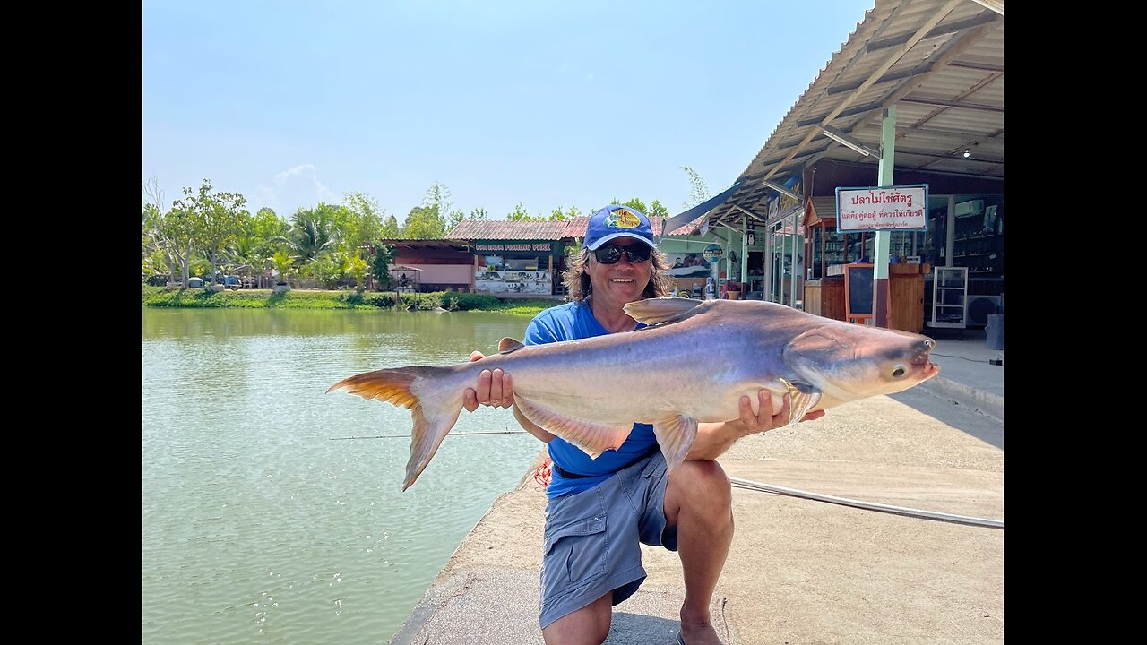 Giant Catfish , Pattaya Thailand