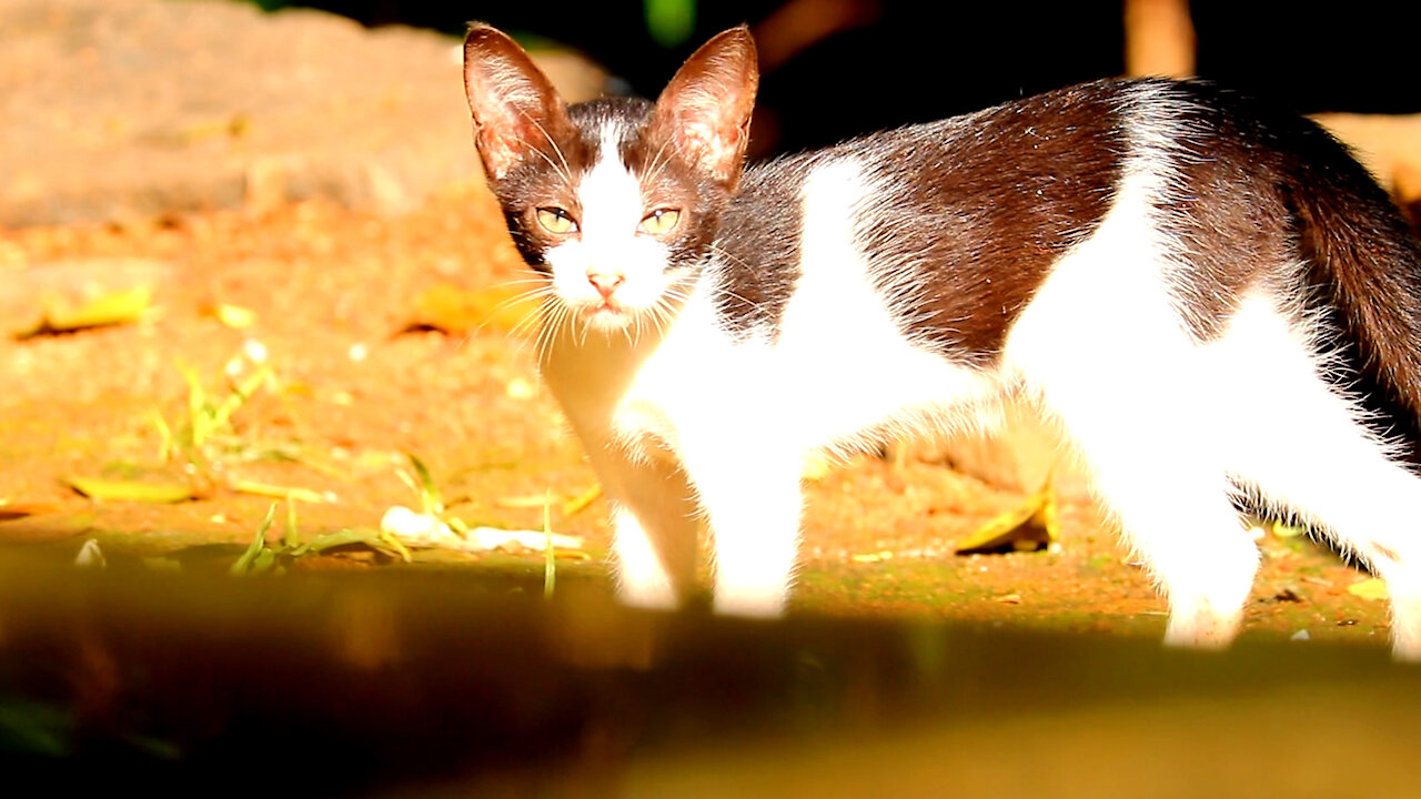 Cute Cat in Morning Sunlight