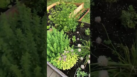 Today’s Garden Report in southern Michigan