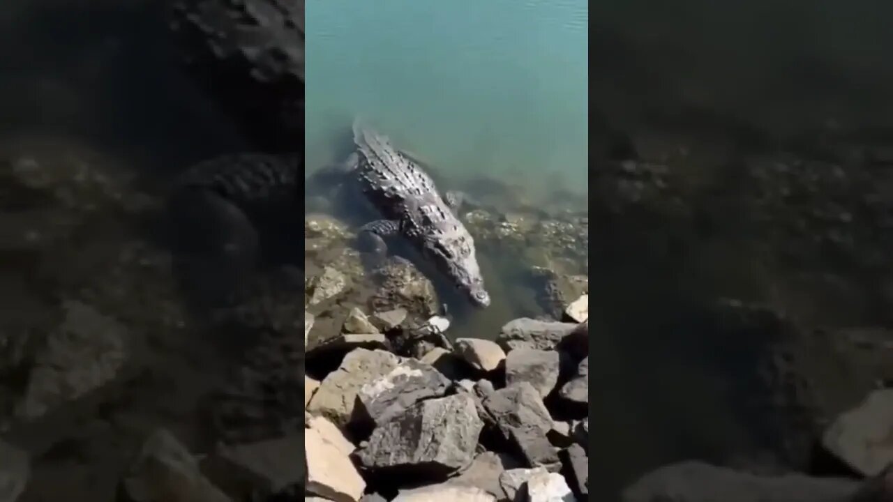 Crocodile Attack