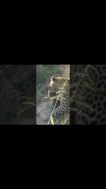 Leopard Cubs Being Moved #shorts