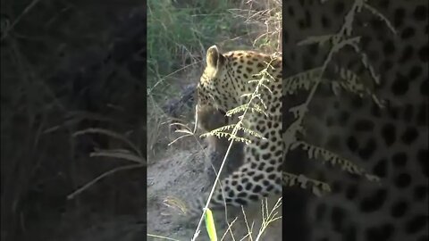 Leopard Cubs Being Moved #shorts