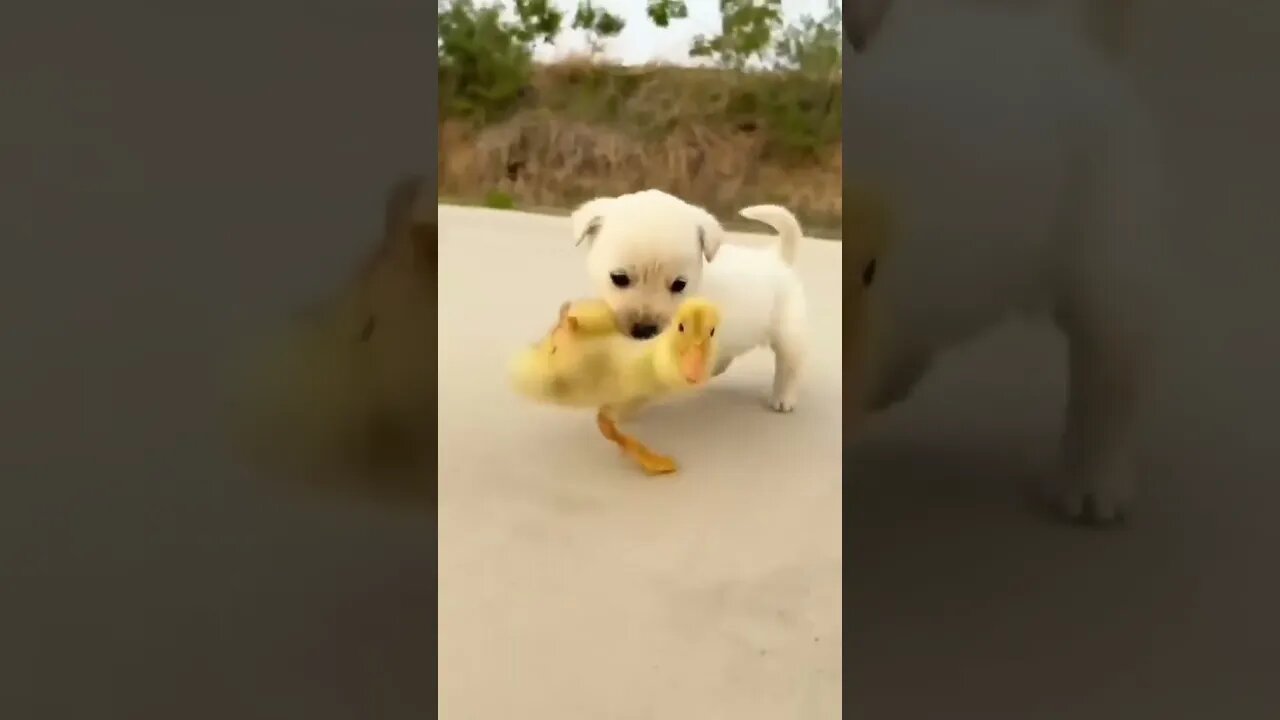 Adorable friendship between a puppy and ducklings