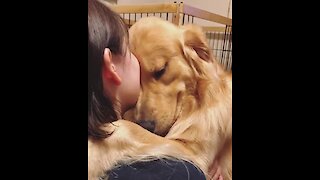 Sweet Golden Retriever just want some hugs