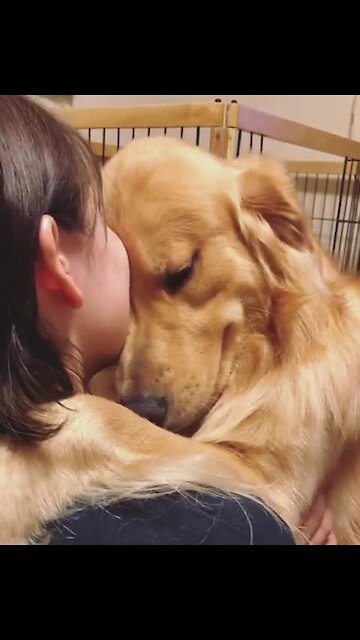 Sweet Golden Retriever just want some hugs