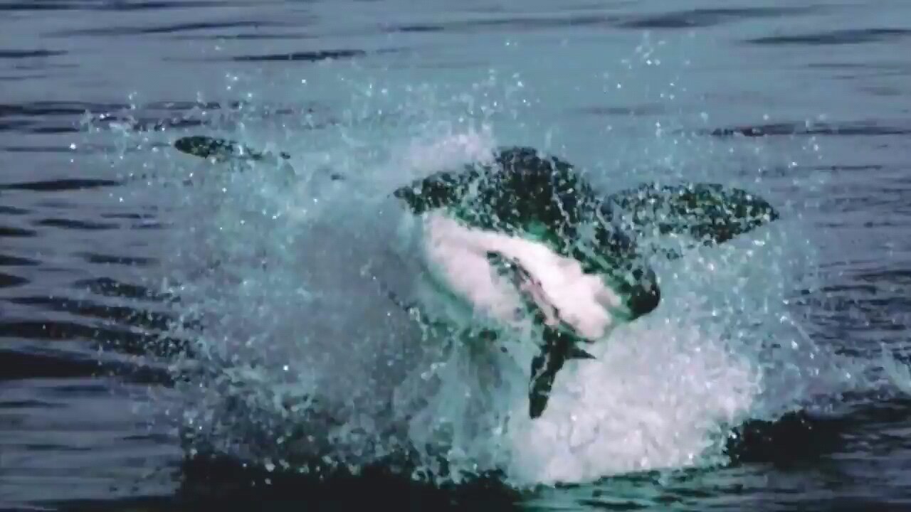 Top 10 Jumping Sharks! Shark Breaches! Shark Week