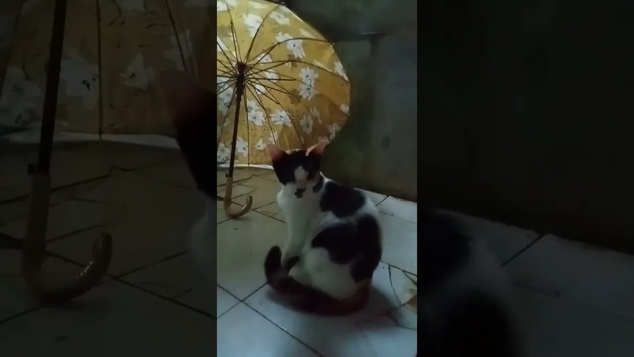 Country cat#shortvideo #Kucing Viral bulu merah di samperin temen